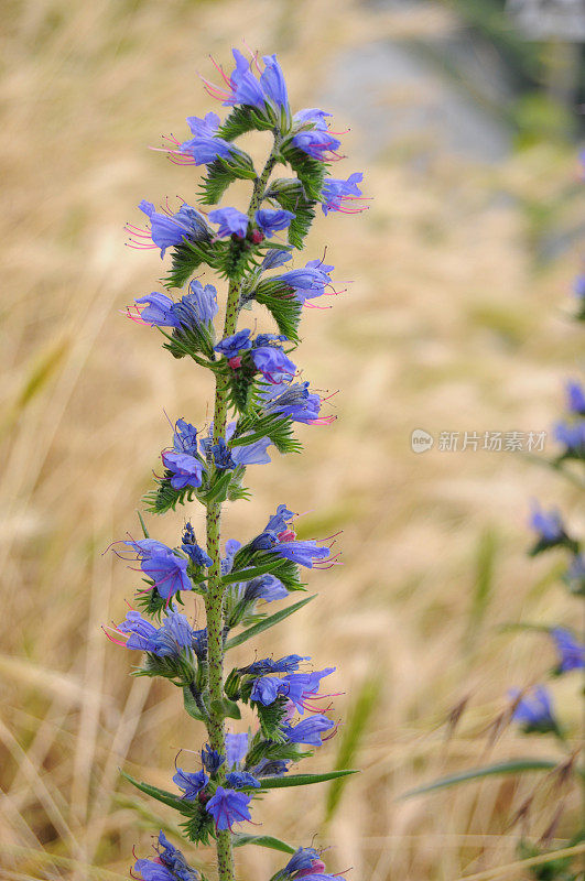 Natternkopf (Echium vulgare) -蝰蛇的Bugloss植物